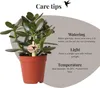 Kolibri Greens | Groene Pflanze - Sukkulente Crassula Ovata Produktbild-Vorschau 11