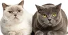 Katzen Fensterbild Fensterfolie - statisch haftend Produktbild-Vorschau 1