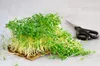 Kresse Ganzjahres-Gemüse-Sprossensamen 10G Produktbild-Vorschau 3