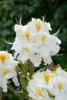 Rhododendron luteum 'Schneegold', gelb, 40–50 cm Produktbild-Vorschau 5