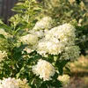 Rispenhortensie - Hydrangea panniculata Limelight - Blüte Produktbild-Vorschau 1
