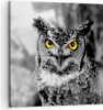 Bild auf Leinwand - Leinwandbild - Eule Vogel Natur - Produktbild-Vorschau 1