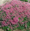 Thymus praecox 'Minor', Teppich-Thymian, aromatisch, ca. Produktbild-Vorschau 1