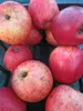 Apfelbaum Wintertaubenapfel - Malus domestica - 140-150cm Produktbild-Vorschau 1