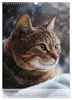 Katzen (Wandkalender 2027 DIN A3 hoch), CALVENDO Produktbild-Vorschau 14