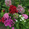 Bartnelken Mix 1G Blumensamen Mehrfarbige Nelken Produktbild-Vorschau 4