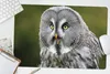 MuchoWow® Schreibtischunterlage Vogel - Eule - Grau 60x40 Produktbild-Vorschau 5