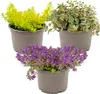 Bloomique - Lot de 3 - Sedum - Orpin - Plantes de jardin - Voir les images du produit 1