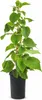 Mannelijke Kiwi 'Atlas', 50–70 cm – Actinidia chinensis. Productafbeelding-voorbeeld 4