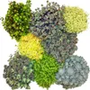 8 odolných rastlín rodu Sedum – rastlina rodu Sedum – Náhľad obrázku produktu 1