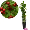 Psidium cattleianum "Red", guava jahodová, výška 50-60 cm, Náhled obrázku produktu 1