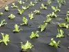 Gartenvlies 1,6 x 50m Pflanzvlies 50g Unkrautvlies Produktbild-Vorschau 1