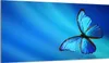 Glasschutzplatte für den Herd 90x52 Butterfly Produktbild-Vorschau 1