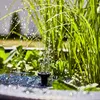 Solar Wassergarten AQUATOPIA inkl. Wasserspielpumpe - Produktbild-Vorschau 4