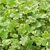 Bloomique - Zestaw 2 szt. - Hydrocotyle Variegata - Wąkrota Podgląd zdjęcia produktu 4