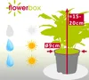Caféier - plante d'intérieur facile d'entretien, Coffea Voir les images du produit 1