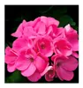 A close-up of a cluster of bright pink flowers against a dark background. Voir les images du produit