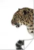 MuchoWow® Poster Leopard - Schnee - Kopf 40x60 cm - Plakate Produktbild-Vorschau 2
