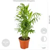 Bloomique - 4er-Mix - Luftreinigende Pflanzen - Dracaena - Produktbild-Vorschau 3