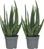 Aloe vera - Set de 2 - Aloe barbadensis - Hauteur 25-40cm - Voir les images du produit 1