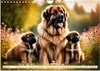 Leonberger - der zahme Löwe (Wandkalender 2026 DIN A4 Produktbild-Vorschau 7