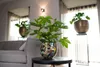 A living room scene with a sofa, a coffee table with a plant, and another plant on a stand near a window. Produktbild-Vorschau