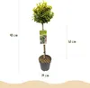 Green boutiQ - Plant op Stam - Euonymus fortunei Emerald n Voir les images du produit 3