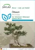 SAFLAX - Ölbaum - Olea europea - 20 Samen Produktbild-Vorschau 1