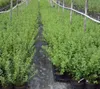 Redeva  , rot Stachelbeerenstrauch - Busch Produktbild-Vorschau 2