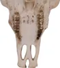 Deko Schädel HWC-Q10, Polyresin Stier Bulle Longhorn Kopf Produktbild-Vorschau 7