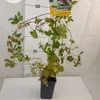 Révovník žláznatý Elegans 1L Náhled obrázku produktu 3