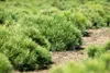 Pinus mugo 'Pumilio', Bergkiefer, kompakt, 25–30 cm Produktbild-Vorschau 3