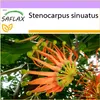 SAFLAX - Australský větrník strom - Stenocarpus sinuatus - Náhled obrázku produktu 7