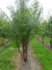 Prunus serrula - Ciliegio mogano. 60-80 cm - In contenitore Anteprima dell’immagine prodotto 4