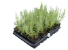 6 Pflanzen Blauer Lavendel 'Hidcote', Lavandula Produktbild-Vorschau 6