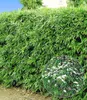 BALDUR Garten 10er Winterharte Bambus-Hecke, Pflanzen im Produktbild-Vorschau 1