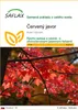 SAFLAX - červený javor - Acer rubrum - 20 Semená Náhľad obrázku produktu 1