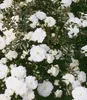 BALDUR Garten Weiße Rose 'Sea Foam', 1 Pflanze, Produktbild-Vorschau 2