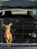 Two dogs in a metal crate inside the back of a car. Náhled obrázku produktu