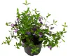 Barvínek fialový FloraSelf Vinca minor 'Atropurpurea' Náhled obrázku produktu 2