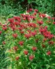 Monarda didyma, Indianernessel, rot, ca. 9x9 cm Topf Produktbild-Vorschau 6