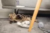 Beeztees Kitten Spielzeug Hase Produktbild-Vorschau 3