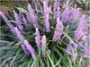 A close-up view of a Liriope muscari plant with purple flower spikes and green foliage. Produktbild-Vorschau