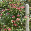 2er-Set - Lonicera Heckrottii Goldflame - Geißblatt - Rot, Produktbild-Vorschau 4