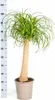 Beaucarnea Recurvata (sloní chvost) Ø24cm, výška 80 - Náhľad obrázku produktu 6