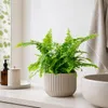 Schwertfarn 'Green Lady' - pflegeleichte Zimmerpflanze, Produktbild-Vorschau 4