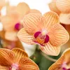 Kolibri Orchids – oranžová orchidej Phalaenopsis – výška 35 Náhled obrázku produktu 6