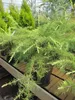 Cedrus deodara Golden Horizon - Himalaya-Zeder Golden Produktbild-Vorschau 3