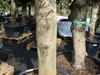2x Olivenbaum Olive "60 Jahre" 200 - 240 cm, beste Produktbild-Vorschau 2