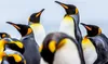 Calvendo Königspinguine - Zusammenkunft 1000 Teile Puzzle Produktbild-Vorschau 4
